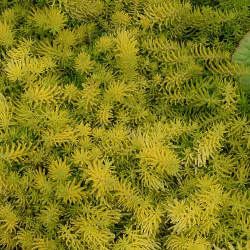 Sedum reflexum 'Yellow Cushion' ---